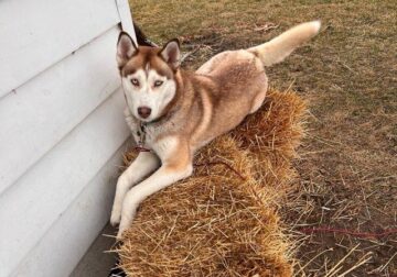 Husky in need of a good home