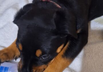 Pure Breed Championship Rottweiler Puppies for SAL