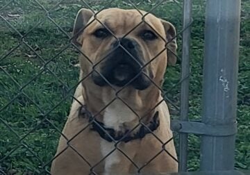 FREE PIT MIX DOG – NEEDS A NEW HOME