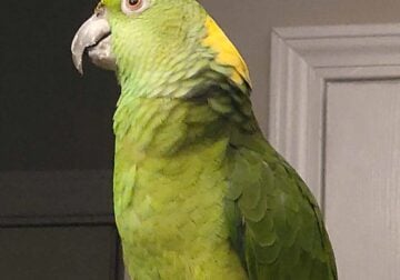 For Sale – Yellow Naped Amazon