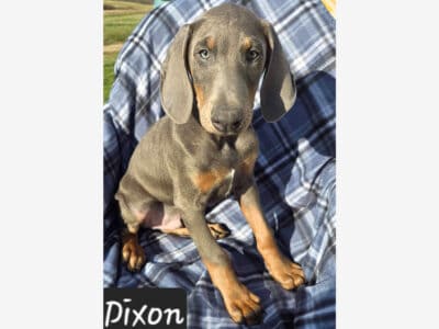 Dixon Stunning Blue Male Doberman Puppy