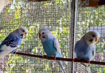 Budgies young