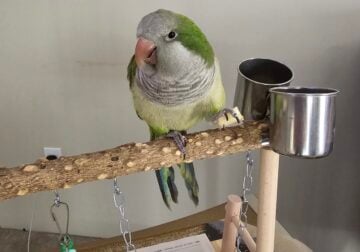 Green Quaker Parrot (Paulie)