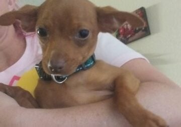 Chocolate Chihuahua puppy