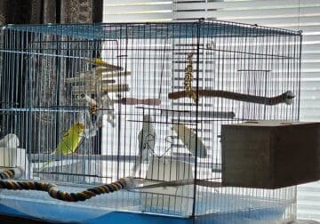 Parakeets couple with cage and accessories.