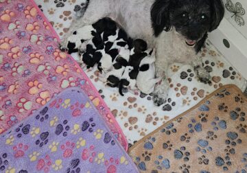 Havapoo puppies for sale