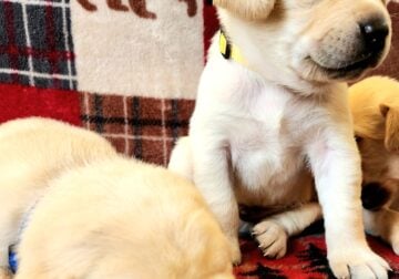 AKC Labrador Puppies – 1 male left