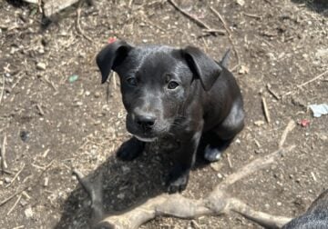Labradoor pups looking for their forever homes
