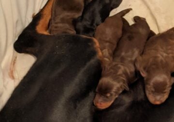 Doberman puppies for sale