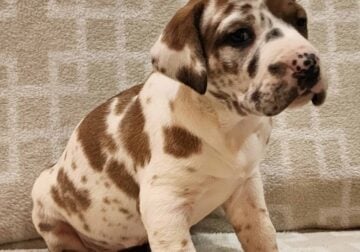 AKC Great Dane puppies located in Minnesota