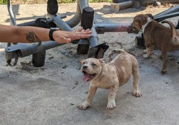 Merle pocket bully puppies