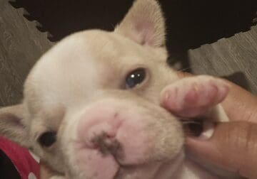 Frenchies, AKC registered