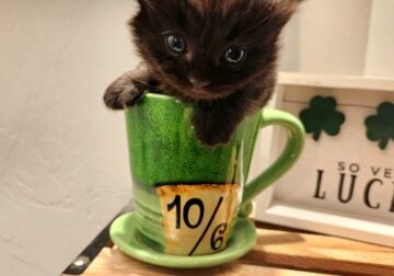 Adorable chocolate munchkin kitten