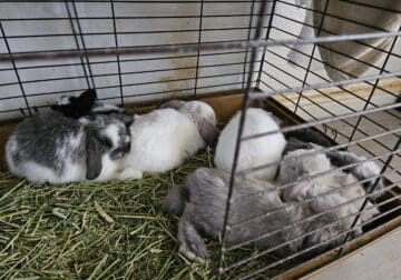 Bunnies for adoption