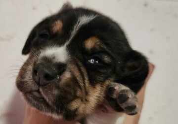 Adorable little Beagle girl