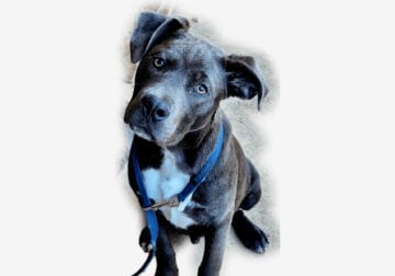 4 MONTH Old Blue Pit Bull