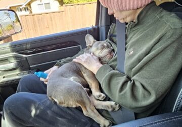 French Bulldog 4 months male super behaved and lov