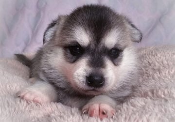 ALASKAN KLEE KAI / Mini Huskies