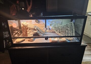 Bearded Dragon with Tank