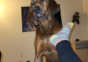Rehoming intact male redbone coonhound
