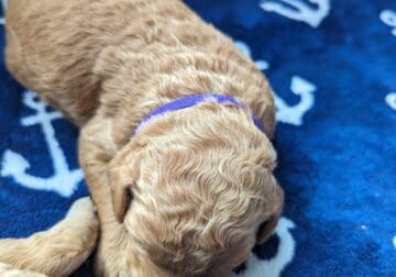AKC standard poodle purple collar girl