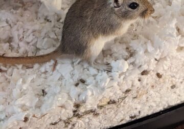 Two 6 month old female gerbils