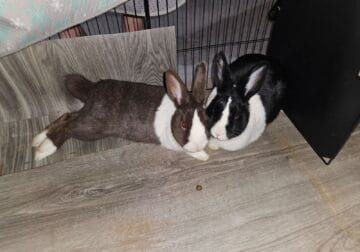 2 male dutch rabbits (brothers & neutered)