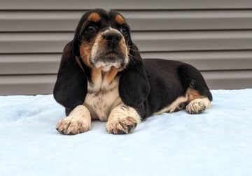Basset hound puppy ( black, white, brown)