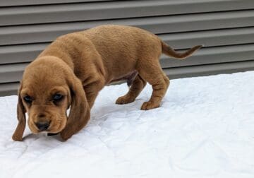 Basset hound puppy ( brown)
