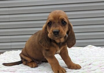 Basset hound puppy ( female)