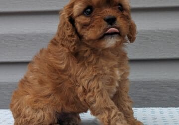 Cavapoo puppy ( light brown)
