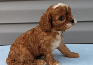 Cavapoo puppy ( light brown and white)