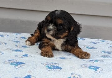 Cavapoo puppy ( brown, black, white)