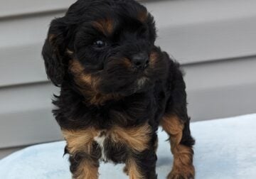 Cavapoo puppy ( black and brown)