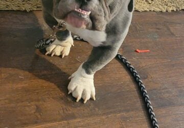 7 month old Bully