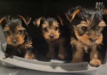 Female Yorkies Available