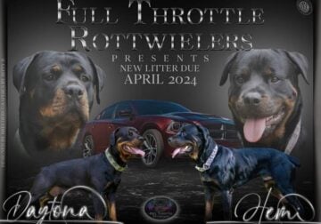 Rottweiler Puppies Ethically Raised SERVICE DOG