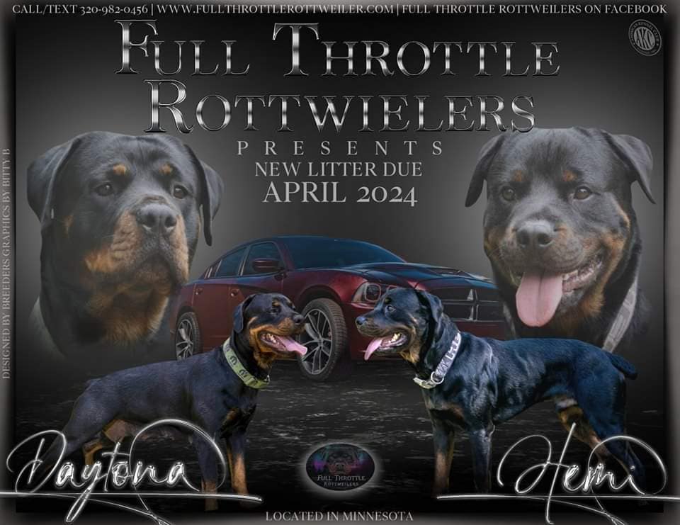 Minnesota’s #1 Ethically Raised Rottweilers Rotti