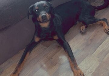 rehoming Rottweiler mix