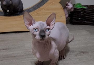 Bambino female kitten with blue eyes