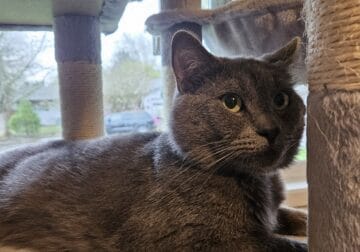 Russian blue Harley cat ready for forever home