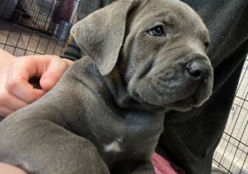 Cane Corso Puppies Available Soon