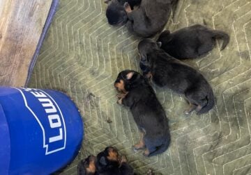 Rottweiler puppies for SALE