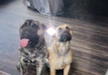 Bullmastiff puppies , due at the end of March
