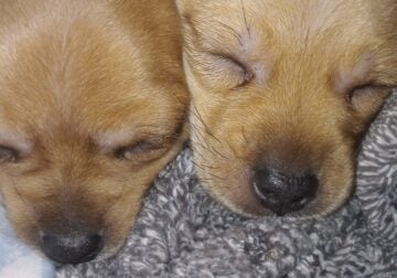 Adorable Chihuahua/Min Pin puppies