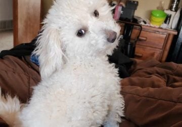 AKC Toy Poodle stud looking for mate