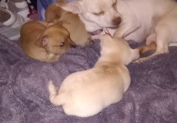 3 girls 1 boy 6 week old Chihuahua pups