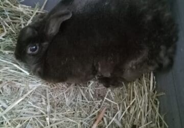 Chocolate female rabbit