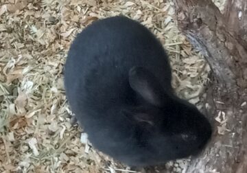 Baby rex rabbits Black