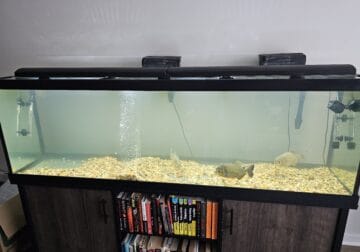 3 Red belly Piranha’s with 125 gallon stand.
